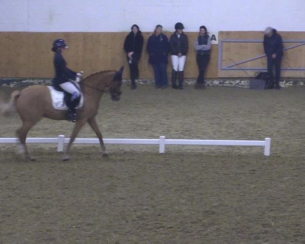 Reitturnier Datteln 2024