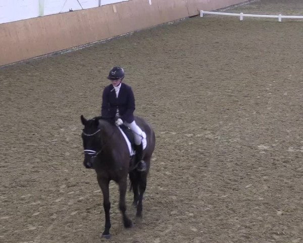 Reitturnier Datteln 2024