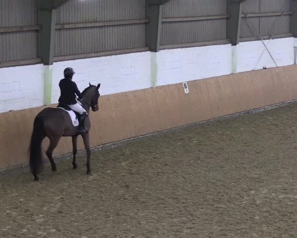 Reitturnier Datteln 2024