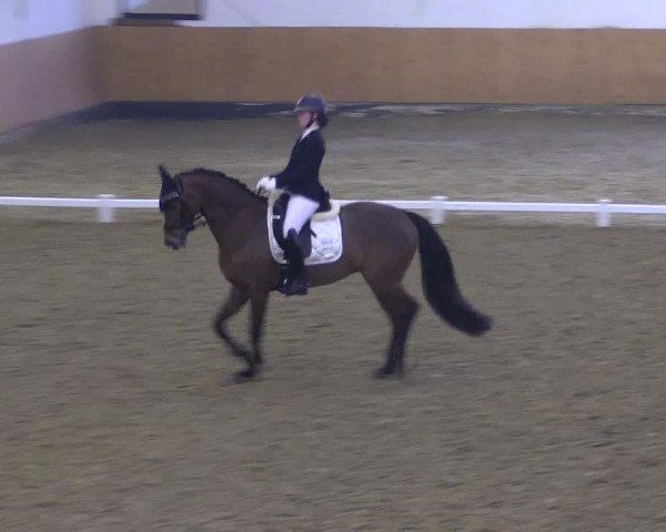 Reitturnier Datteln 2024