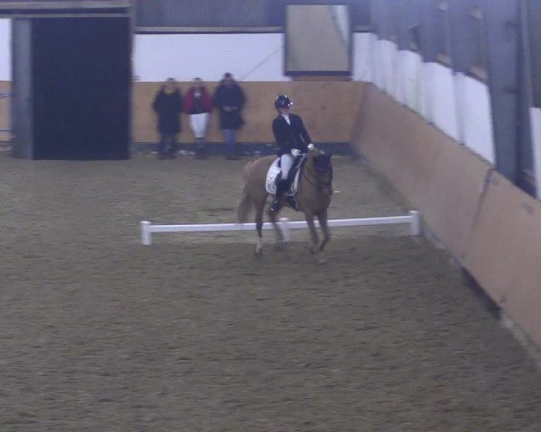 Reitturnier Datteln 2024