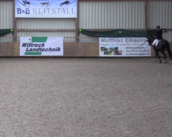 Reitturnier Hesel 2024