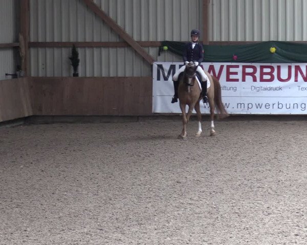 Reitturnier Hesel 2024