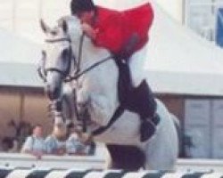 Deckhengst Lucky Luke (Holsteiner, 1986, von Lacapo)