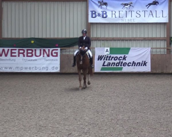 Reitturnier Hesel 2024