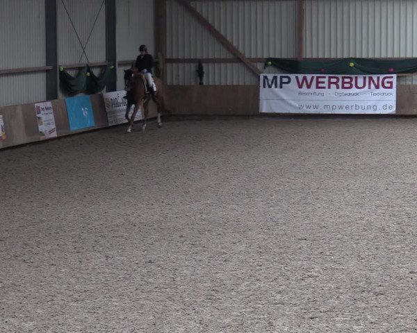 Reitturnier Hesel 2024