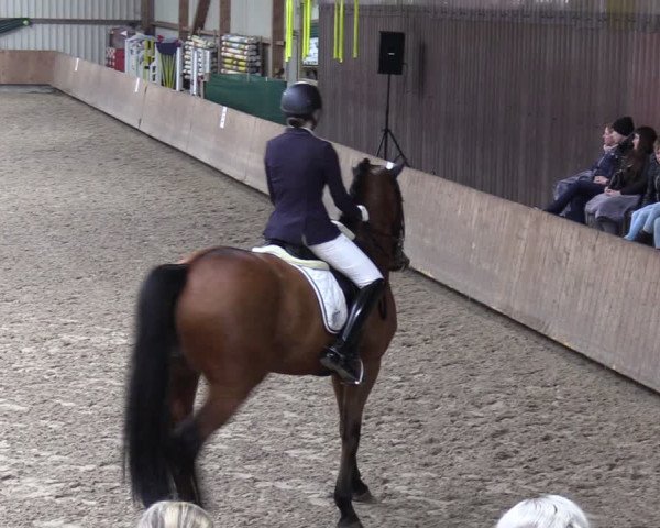 Reitturnier Hesel 2024