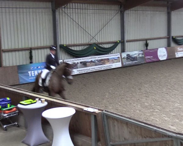 Reitturnier Hesel 2024