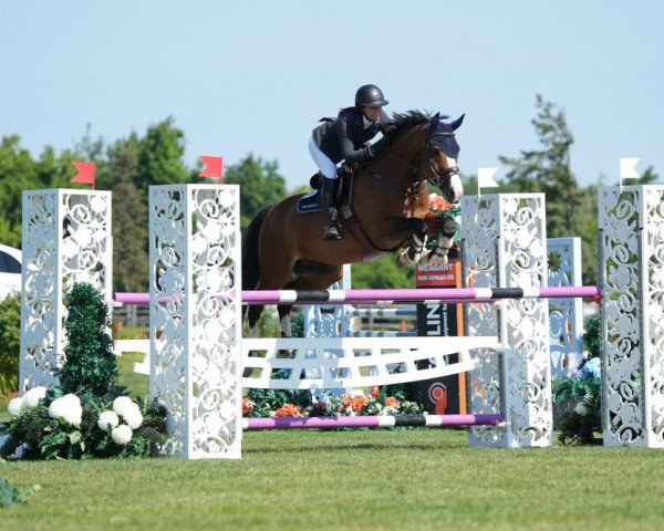 horse Dudley (Westphalian, 2009, from Coronas 2)