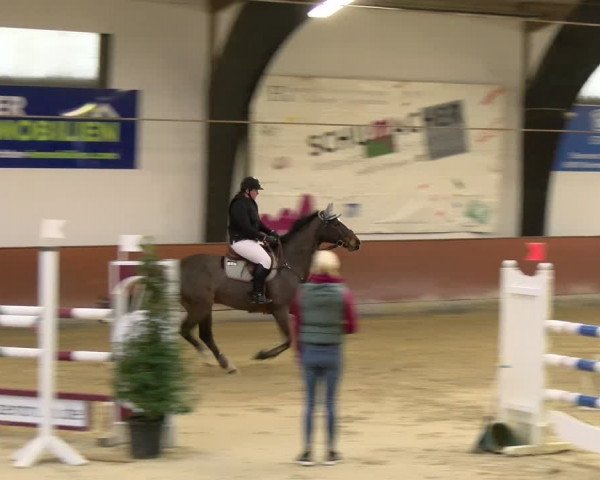 Reitturnier Viernheim 2024