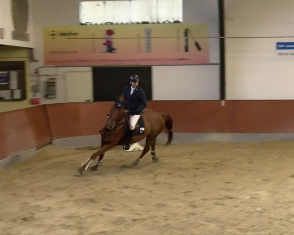 Reitturnier Viernheim 2024