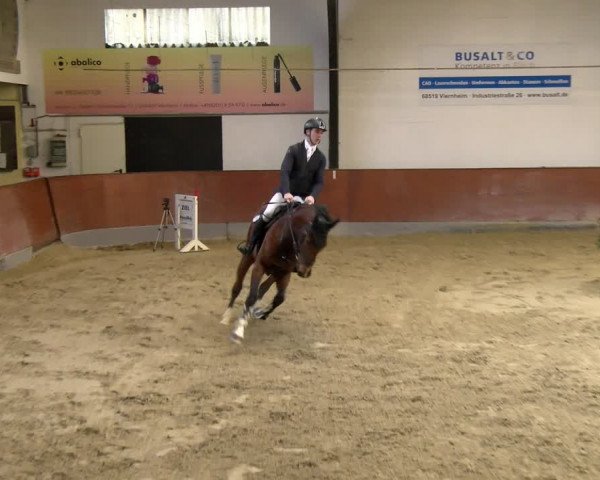 Reitturnier Viernheim 2024