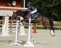 jumper Carlotta Z (Zangersheide riding horse, 2010, from Casall Ask)