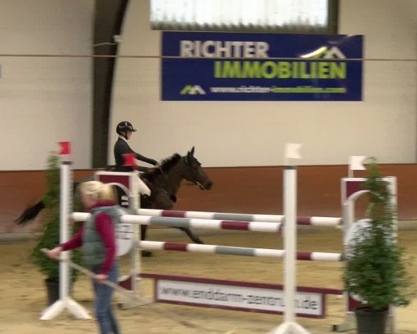 Reitturnier Viernheim 2024