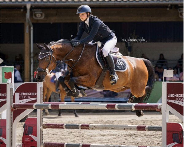 jumper Casado 8 (Holsteiner, 2009, from Casall Ask)