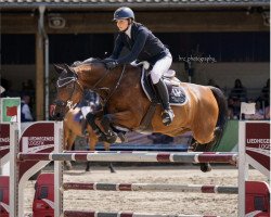 jumper Casado 8 (Holsteiner, 2009, from Casall Ask)