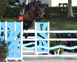 jumper Quetza Hero und DB (Belgian Warmblood, 2016, from Baloubet du Rouet)