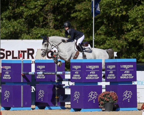 jumper Centex (Slovakian Warmblood, 2008, from Celer 2)