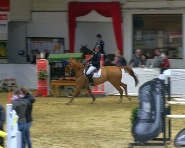 Reitturnier Borken 2024