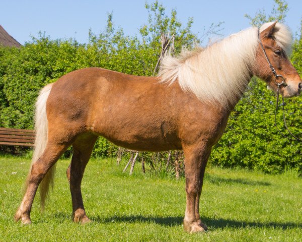 Zuchtstute Svenja vom Sigurdshof (Islandpferd, 2013, von Ljori in der Birk)