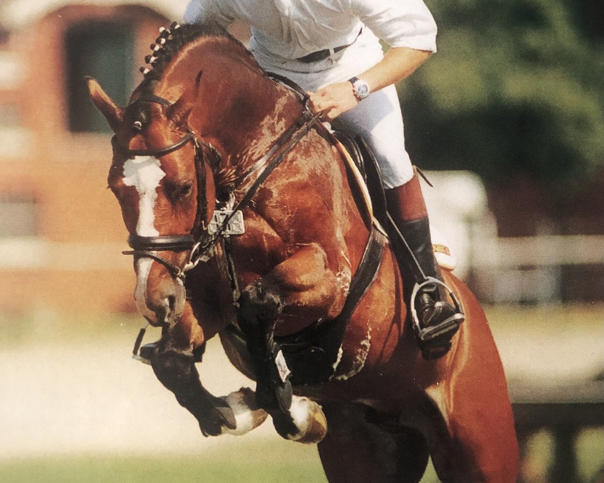 stallion Alboretto (Holsteiner, 1998, from Acord II)
