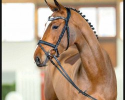 horse Lordanos Rose (Westphalian, 2019, from Lordanos)