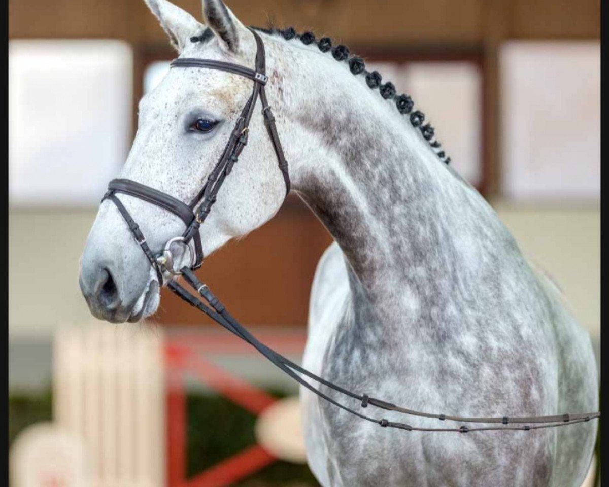 Springpferd Ruby O Fee L (Westfale, 2017, von Congress)