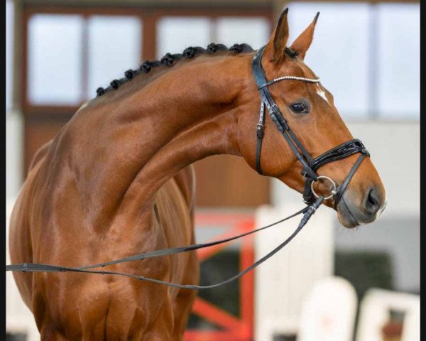 horse Fiji (Hanoverian, 2018, from Franklin)