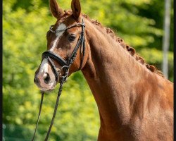 dressage horse Bumblebee (Westphalian, 2016, from Callaho's Benicio)