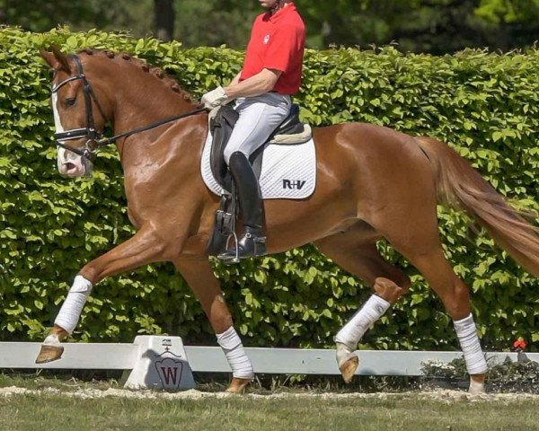 horse Laurent (Westphalian, 2017, from Libertad FRH)