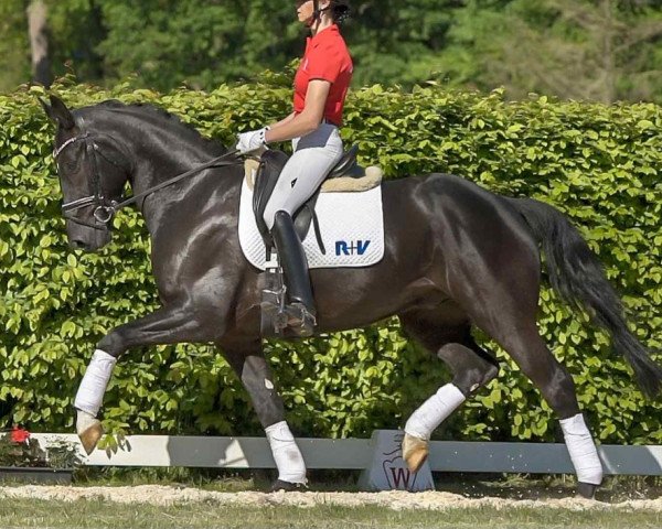 Dressurpferd Take That 7 (KWPN (Niederländisches Warmblut), 2015, von Glock's Toto Jr.)