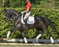 Dressurpferd Take That 7 (KWPN (Niederländisches Warmblut), 2015, von Glock's Toto Jr.)