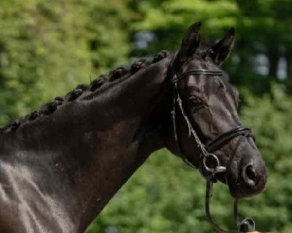 horse Destiny (Westphalian, 2016, from Danciano)
