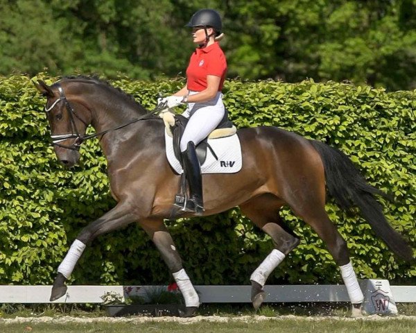 dressage horse Friedensfürstin 5 (Oldenburg, 2016, from Fürstenball)