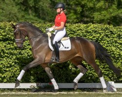 dressage horse Friedensfürstin 5 (Oldenburg, 2016, from Fürstenball)