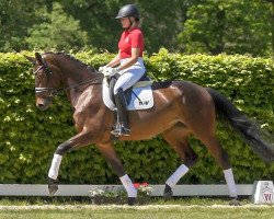 Pferd Macarena (Westfale, 2016, von E.H. Millennium)
