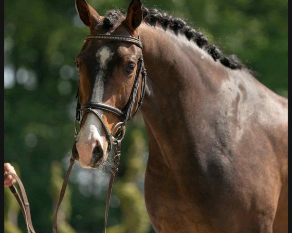 dressage horse Don Zack (Westphalian, 2016, from Don Olymbrio)