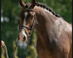 Dressurpferd Don Zack (Westfale, 2016, von Don Olymbrio)