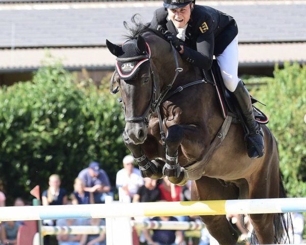 jumper Handsome (KWPN (Royal Dutch Sporthorse), 2012, from Bustique)