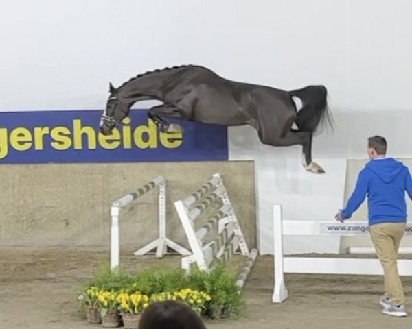 horse Dominator Pur U Z (Zangersheide riding horse, 2021, from Dominator 2000 Z)