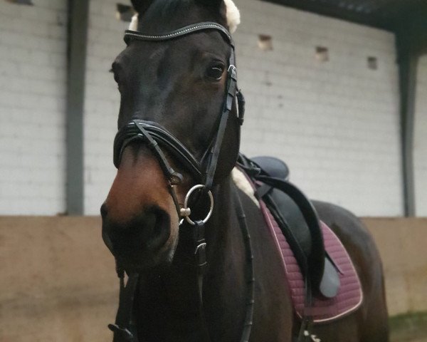 broodmare Carla 158 (Rhinelander, 2008, from Completto 2)