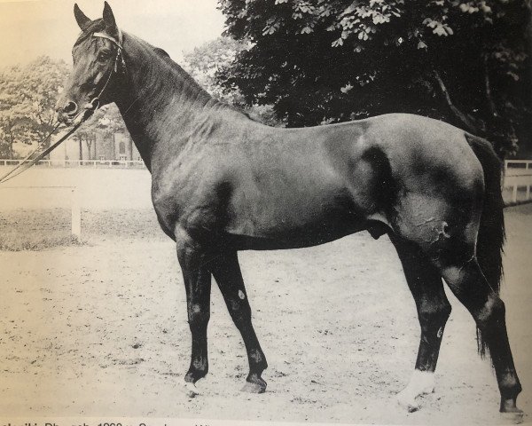 stallion Saloniki (Hanoverian, 1963, from Sender)
