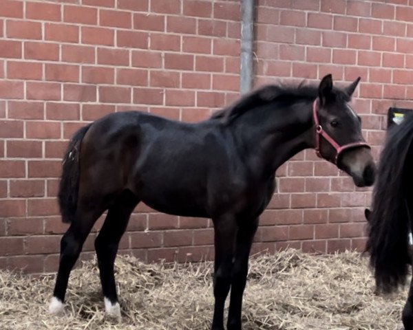 horse Fay (Westphalian, 2023, from La Vie)