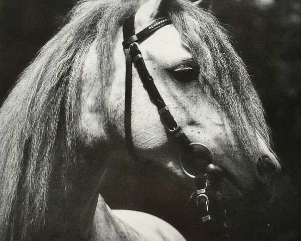 stallion Beka's Rubin (Welsh-Pony (Section B), 1989, from Home 'T' Ranch Yves Royalist) stallion Beka's Rubin (Welsh-Pony (Section B), 1989, from Home 'T' Ranch Yves Royalist)
