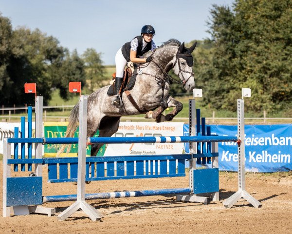 Springpferd Kokobantos (KWPN (Niederländisches Warmblut), 2015, von Cornet's Diamond SN)
