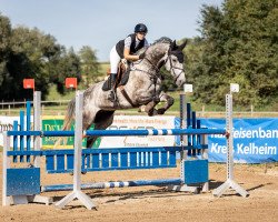 Springpferd Kokobantos (KWPN (Niederländisches Warmblut), 2015, von Cornet's Diamond SN)