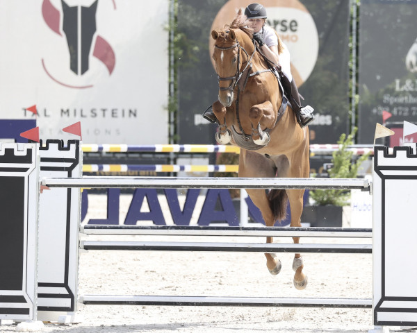 Springpferd Nyles van de Mottelhoeve (Belgisches Warmblut, 2013, von Zazu)