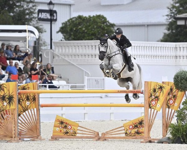 jumper Carlotta 289 (Holsteiner, 2011, from Clarimo Ask)