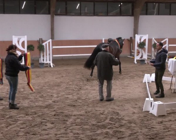 Winterkörung des ZfdP - Körung 2023/2024