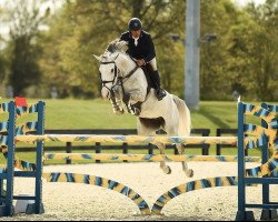 jumper Lagegonda Fz (KWPN (Royal Dutch Sporthorse), 2016, from Carrera VDL)